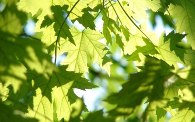 Hedeselskabet samarbejder med GROW|FOR|IT