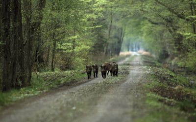 Referat af generalforsamling 2026