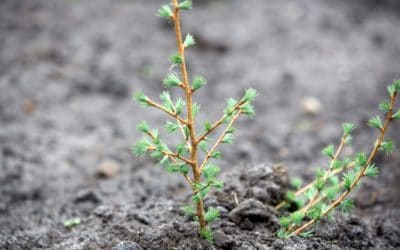 Generalforsamling i GROW|FOR|IT tirsdag den 23. maj 2017
