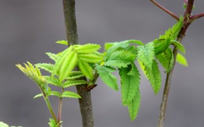 Nu kan du blive medlem af GROW|FOR|IT