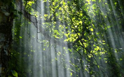 Fabio og Mie balancerer deres CO2 udledning ved plantning i Uganda
