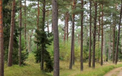 “Møllebanden” planter skovfyr