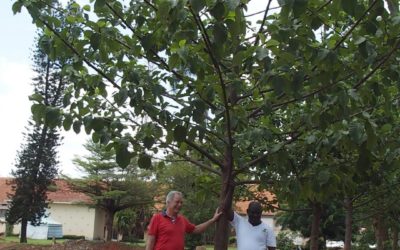 GROW|FOR|IT-plantninger i Uganda er nu i gang