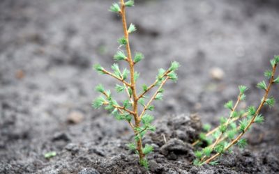 Generalforsamling i Grow For It den 20. maj 2021