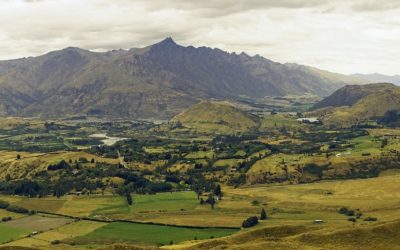 New Zealand’s government launches 1 billion trees programme