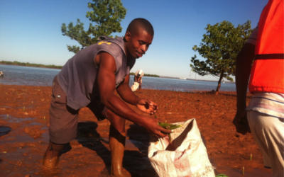 Company gifts and GO-FOR-IT memberships are now paying for salt water reforestation – mangrove forests
