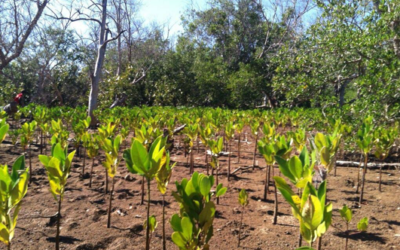 GROW-FOR-IT is now a ”Sapling-partner” with Eden Reforestation Projects