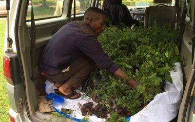 GROW|FOR|IT har allerede udsolgt i Uganda for 2019, nu planter vi mangroveskov i Madagaskar