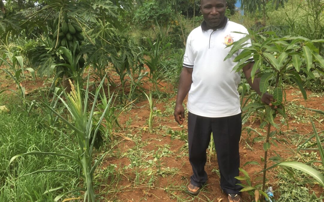 Tree planting in Uganda underway