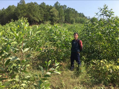 Modeltræplantning i Vietnam er nu færdig
