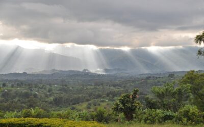 Plantning af skov i Uganda i foråret 2023