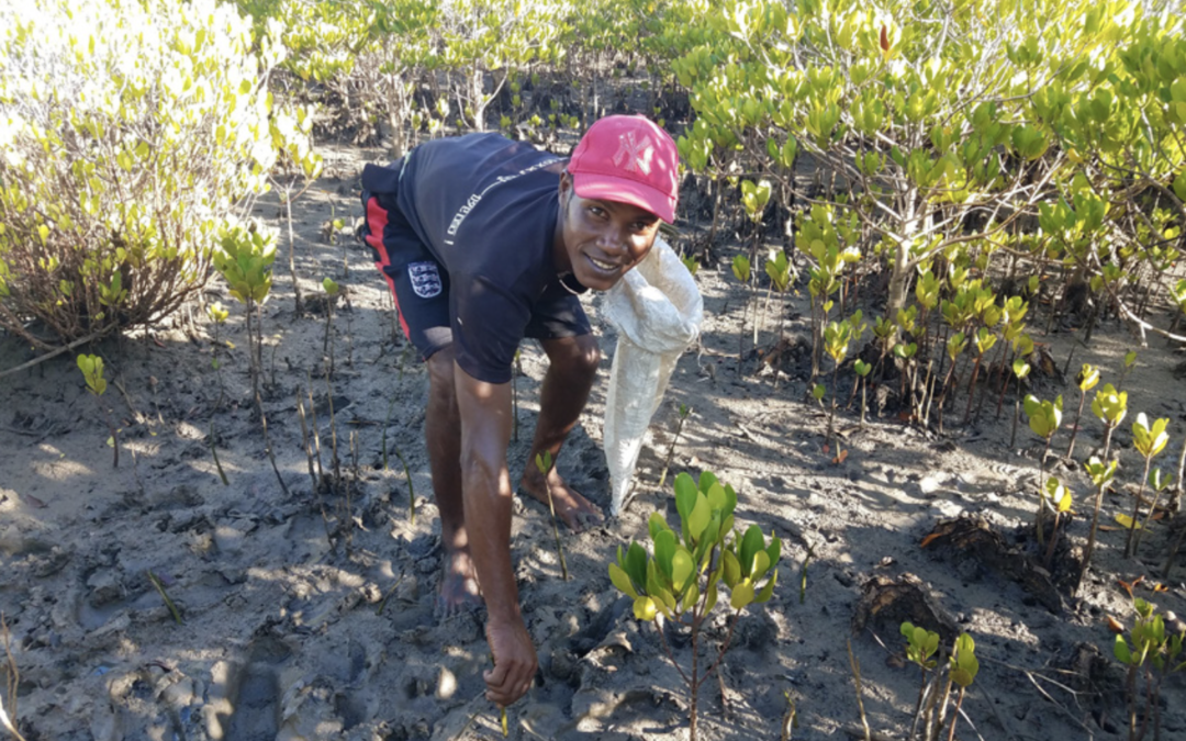 Vi har plantet 860.200 mangrovetræer i Madagascar det seneste år