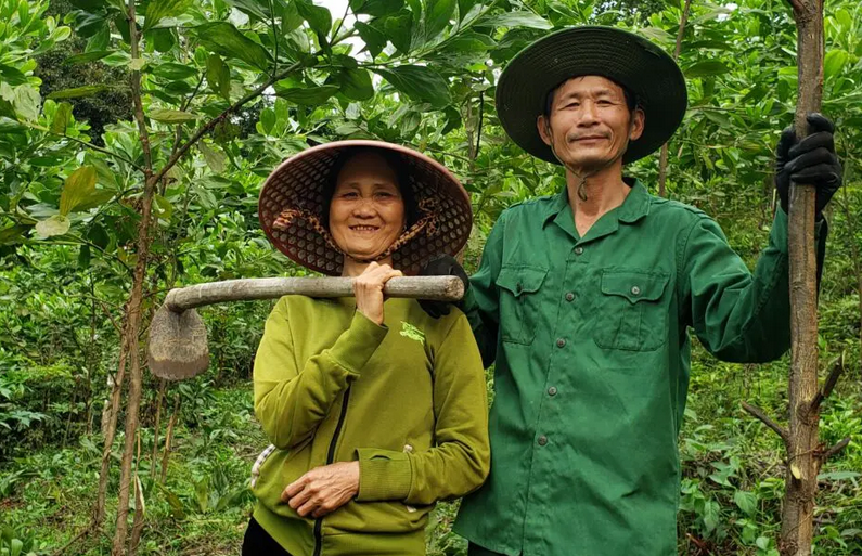 25 hektar skov på vej i Vietnam