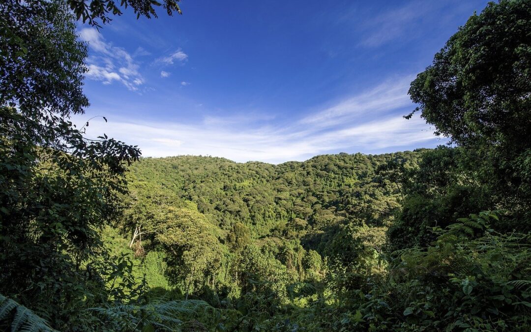 Aftaler på plads for 94 hektar skov i Uganda