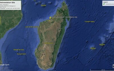 Update on mangroves from Madagascar