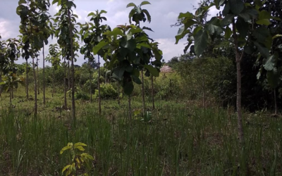 Uganda – plantninger med TROFACO