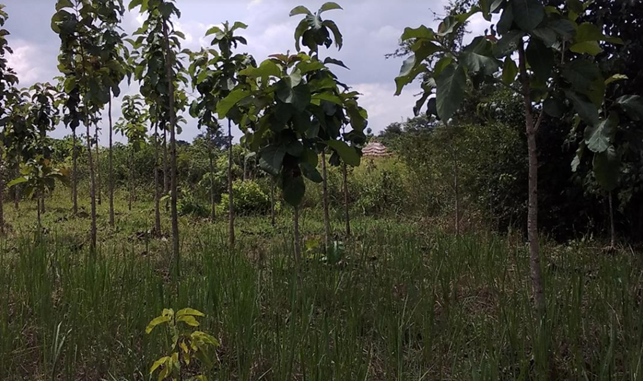 Uganda – plantninger med TROFACO