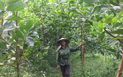 Opdatering om plantninger i Vietnam og Uganda