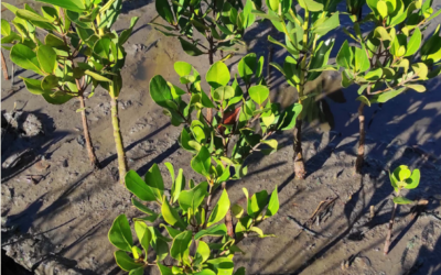 Nye tal fra Eden: Så meget CO2 opsuger mangrove-skov i Madagaskar om året