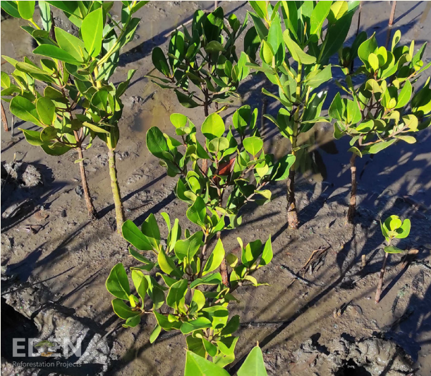 Nye tal fra Eden: Så meget CO2 opsuger mangrove-skov i Madagaskar om året