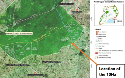 Uganda-plantninger i West Bugwe. Ekstra 10 hektar plantes i efteråret 2024.