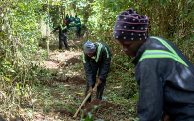 Uganda-plantning. 36 hektar plantet i april og maj 2024.