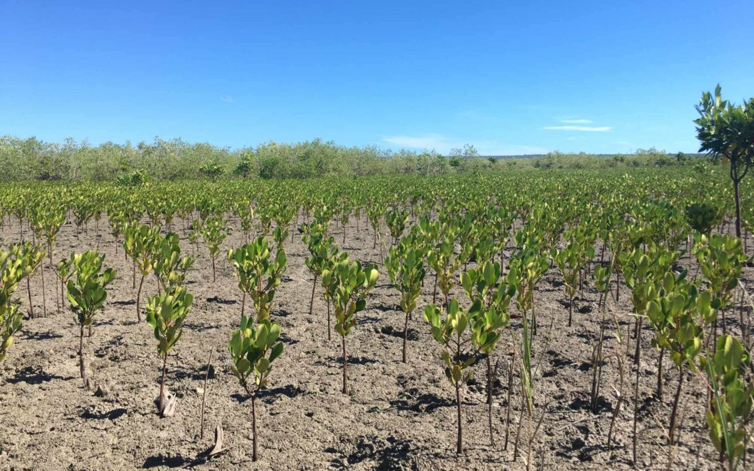 GreenSpeak og Madagaskar