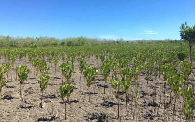 GreenSpeak og Madagaskar