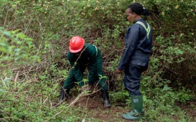 Uganda, West Bugwe. 25 hektar tilplantet.