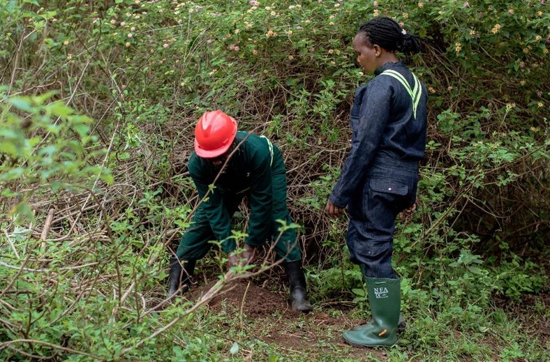 Uganda, West Bugwe. 25 hektar tilplantet.