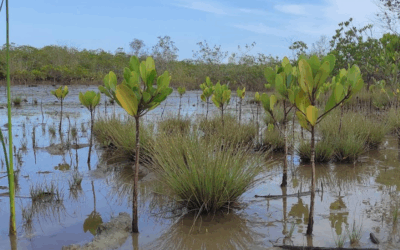 Overvågning af mangrovetræer i Madagaskar